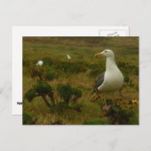 Zeegarren op het eiland Anacapa Briefkaart (Voorkant / Achterkant)