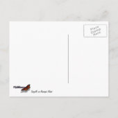 Zeegarren op het eiland Anacapa Briefkaart (Achterkant)