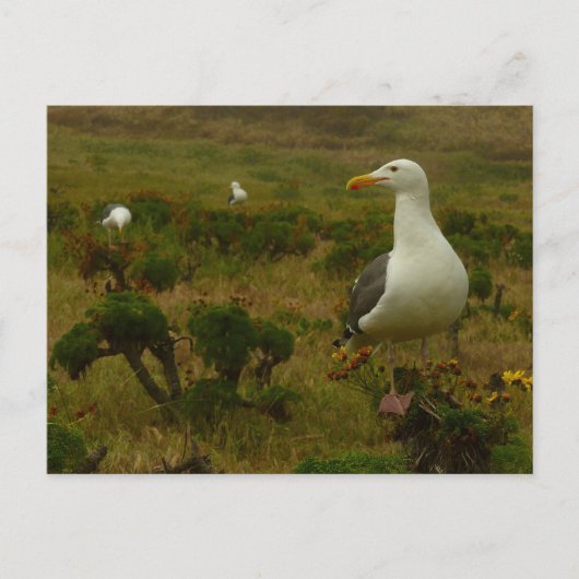 Zeegarren op het eiland Anacapa Briefkaart (Voorkant)