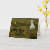 Zeegarren op het eiland Anacapa Kaart (Gele Bloem)