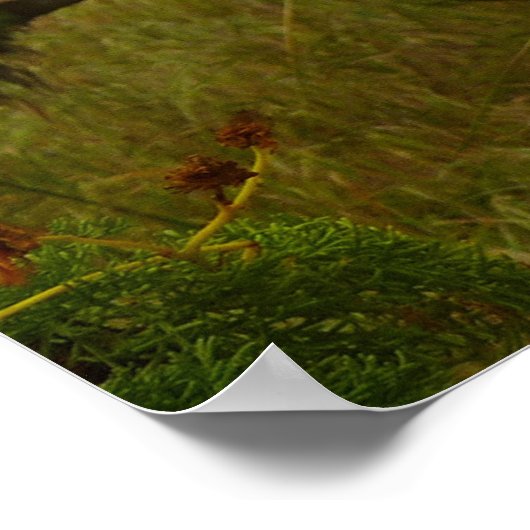 Zeegarren op het eiland Anacapa Poster (Hoek)