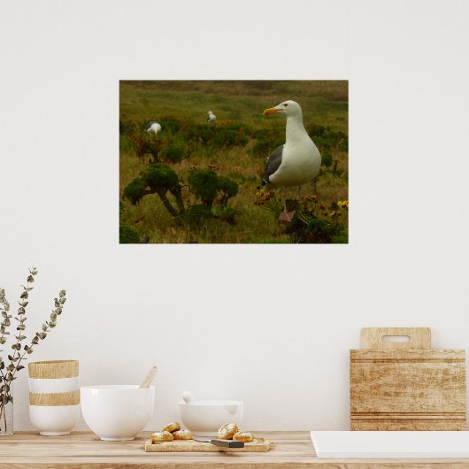 Zeegarren op het eiland Anacapa Poster (Keuken)