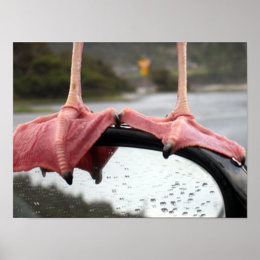 Zeegelaar Feet Poster (Voorkant)