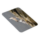 Zeegelaars 3"x4" Magnet Magneet (Rechterzijde)