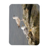Zeegelaars 3"x4" Magnet Magneet (Verticaal)