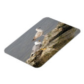 Zeegelaars 3"x4" Magnet Magneet (Linkerzijde)