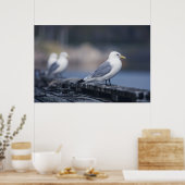 Zeegelaars Foto Poster (Keuken)