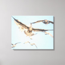 Zeegelaars op foto van de natuur tijdens de vlucht