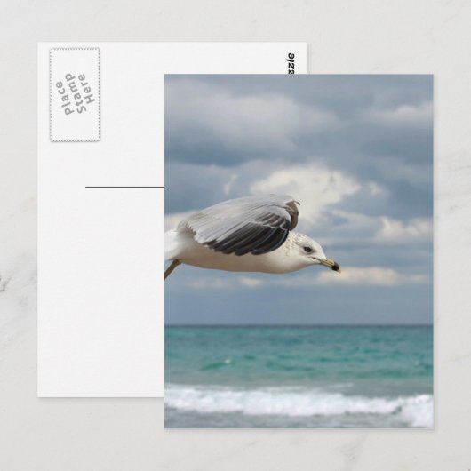 Zeegelvlucht Briefkaart (Voorkant / Achterkant)