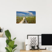 Zeehaver (Uniola paniculata) groeiend bij het stra Poster (Thuiskantoor)