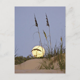 Zeehaver (Uniola paniculata) groeit op zand Briefkaart