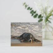 Zeehond Briefkaart (Staand voorkant)