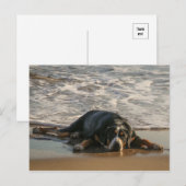 Zeehond Briefkaart (Voorkant / Achterkant)