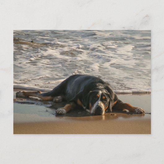 Zeehond Briefkaart (Voorkant)