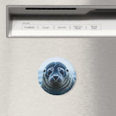 Zeehond Close-up Magneet (Insitu (Vaatwasser))