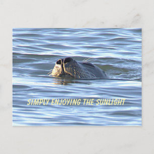 Zeehond Foto Ansichtkaart Briefkaart