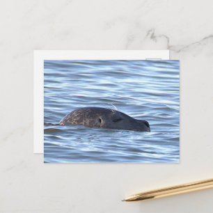 Zeehond Foto Ansichtkaart Briefkaart