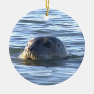 Zeehond Foto Ornament