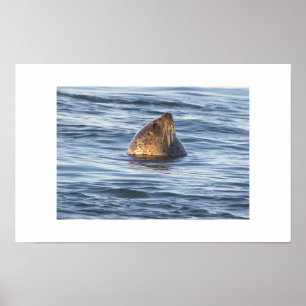 Zeehond Foto Poster