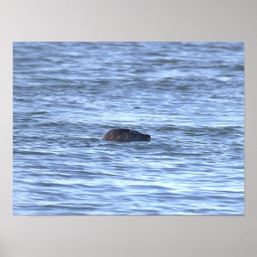 Zeehond Foto Poster (Voorkant)