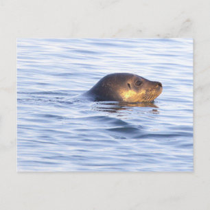 Zeehond in Oceaan Foto Ansichtkaart Briefkaart