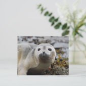 Zeehond Jong Postkaart (Staand voorkant)