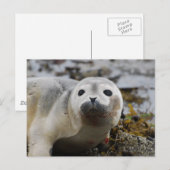 Zeehond Jong Postkaart (Voorkant / Achterkant)