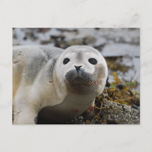 Zeehond Jong Postkaart (Voorkant)
