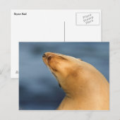 Zeehond op het strand briefkaart (Voorkant / Achterkant)