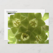 zeehond van solomon briefkaart (Voorkant / Achterkant)