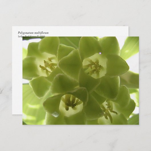 zeehond van solomon briefkaart (Voorkant / Achterkant)