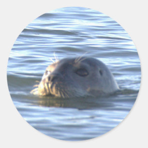 Zeehond Zwemt in Oceaan Stickers
