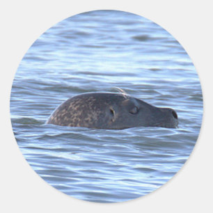 Zeehond zwemt in oceaanstickers ronde sticker