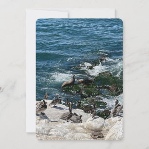 Zeehonden en Vogels Feestdagenkaart