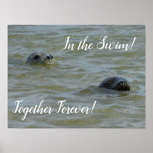 Zeehonden in het zwemmen poster (Voorkant)