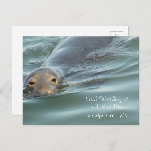 Zeehonden kijken in Chatham Pier in Cape Cod Briefkaart (Voorkant / Achterkant)