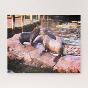 Zeehonden Legpuzzel