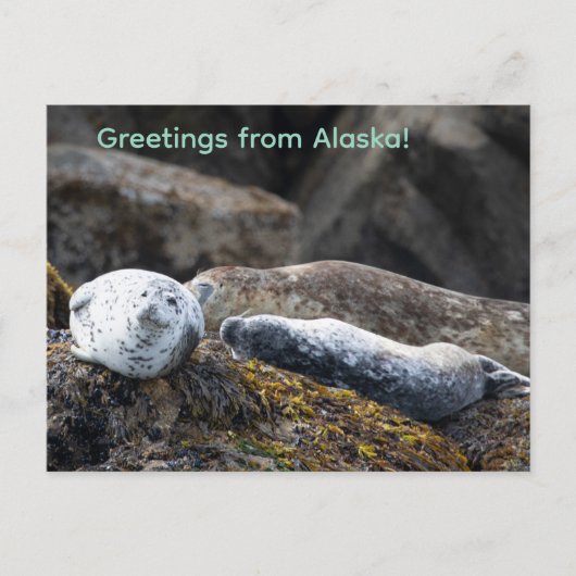 Zeehonden op een rots feestdagenkaart (Voorkant)