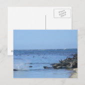 Zeehonden op het strand briefkaart (Voorkant / Achterkant)
