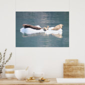 Zeehonden op ijs poster (Keuken)