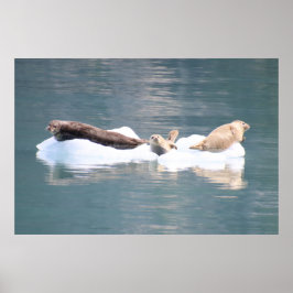 Zeehonden op ijs poster