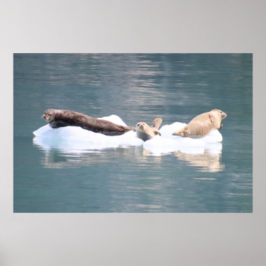 Zeehonden op ijs poster (Voorkant)