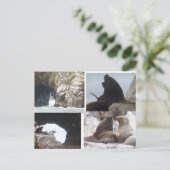 Zeehonden Peru Collage DIY Ansichtkaart Feestdagenkaart (Staand voorkant)