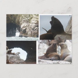 Zeehonden Peru Collage DIY Ansichtkaart Feestdagenkaart
