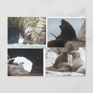 Zeehonden Peru Collage DIY Ansichtkaart Feestdagenkaart