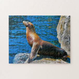 Zeehonden Robbeneiland Florida. Legpuzzel