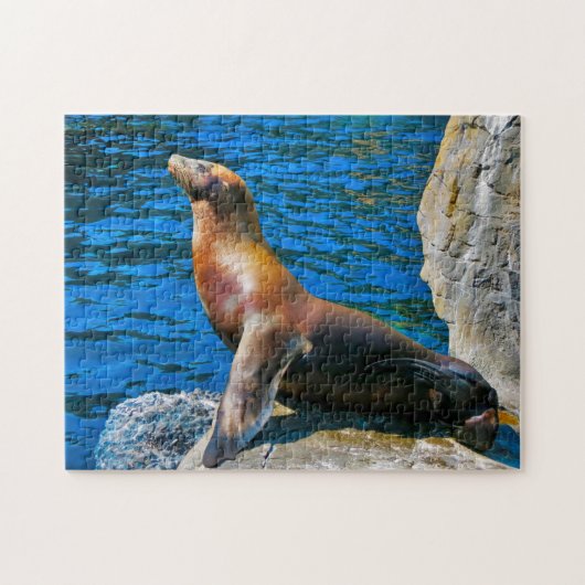 Zeehonden Robbeneiland Florida. Legpuzzel (Horizontaal)