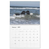 Zeehonden van Notta Bear Kalender (Feb 2027)