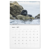 Zeehonden van Notta Bear Kalender (Mar 2027)