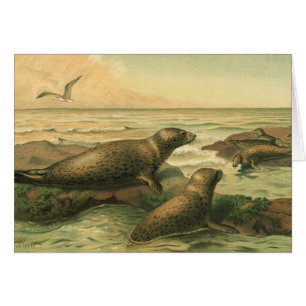 Zeehonden, Vintage Aquatische Dieren Marien Leven